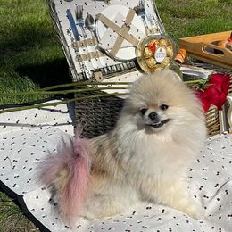 Pomeranians and Poodles from Poodles & Pomeranians of Manila