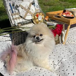 Pomeranians and Poodles from Poodles & Pomeranians of Manila