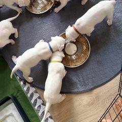 Dogo Argentino Puppies from Casa de la Bahia