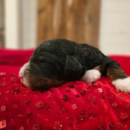 Orange collar - Tri-color male Bernedoodle puppy in Shelby, North Carolina from Forever Grateful Doodles