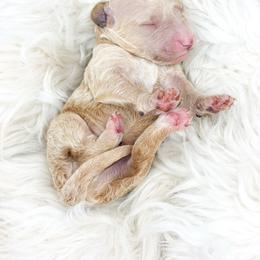 Male Three - Apricot male Goldendoodle puppy in Davison, Michigan from Dreaming Doodles