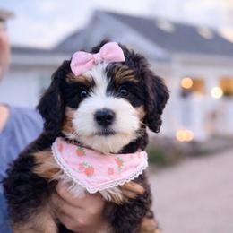 Bernedoodle puppies from Florida Coast Doodles