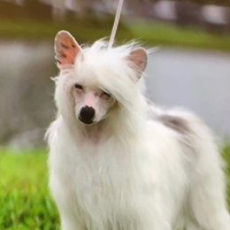 Tupac - Chinese Crested