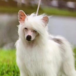 Tupac - Chinese Crested