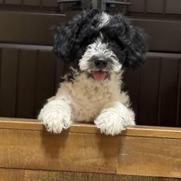 Gucci - Parti male Goldendoodle puppy in El Cajon, California from Pacific Coast Goldendoodles
