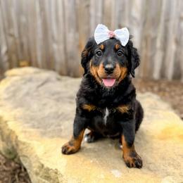 Maple - Unfurnished - Phantom female Bernedoodle puppy in Pittsburgh, Pennsylvania from WestPenn Doodles LLC