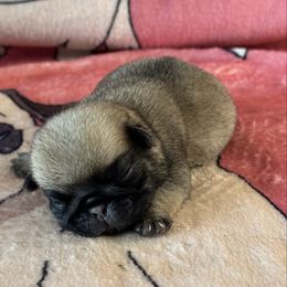 Girl 1 - Fawn female Pug puppy in Durant, Oklahoma from Cagle's Crowning Pug's