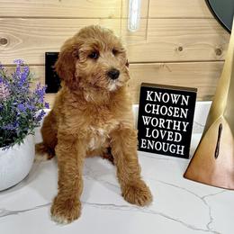 Goldendoodle Puppies from Jeremy Dafoe