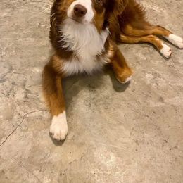 Maggie - Miniature American Shepherd