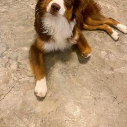 Maggie - Miniature American Shepherd