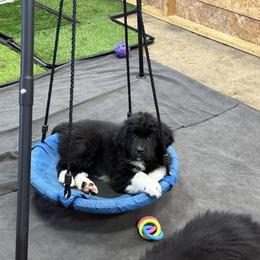 Bingo - White and black female Newfoundland puppy in Goodhue, Minnesota from Claypits Newfoundlands