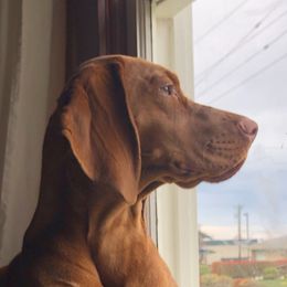Harper - Vizsla