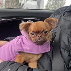 Evee - Brussels Griffon