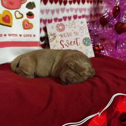 Latte - Dark golden male Golden Retriever puppy in Sandy, Oregon from Treasured K-9s