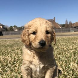 Goldendoodles and Poodles from Diamond C Doodles