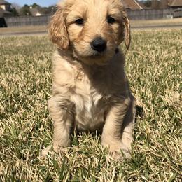 Goldendoodles and Poodles from Diamond C Doodles