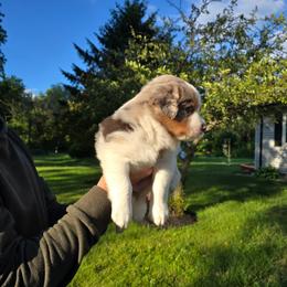Mango - Red merle male Australian Shepherd puppy in Spencerville, Ohio from Awesome Wigglin Aussies
