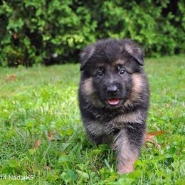German Shepherd Puppies from von Nadar German Shepherds
