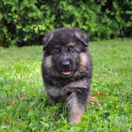 German Shepherd Puppies from von Nadar German Shepherds