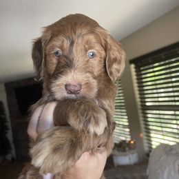 Butterbeer - Goldendoodle puppy from Doodlepark