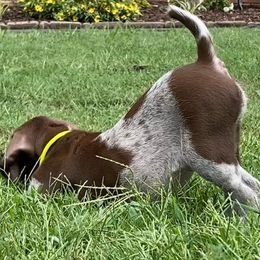 Belgian Malinois and German Shorthaired Pointer Puppies from Lapdog GSP