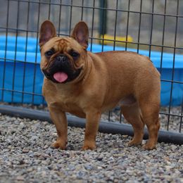 Suki - French Bulldog