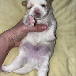 Calypso - Parti male Lhasa Apso puppy in Kettering, Ohio from The Ruff Life Tribe