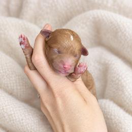 Laurel - Merle female Goldendoodle puppy in Millville, California from Hope Lane Kennels