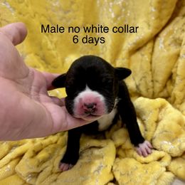 Boy 3 - male Great Dane puppy in Lake View, New York from North Park Great Danes