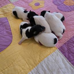 Toy Fox Terrier Puppies from Kitsune