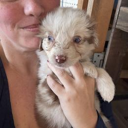 Jade - Red merle female Australian Shepherd puppy in Four Oaks, North Carolina from RoseWest Farms