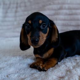 Pete - Black and tan male Dachshund puppy in Temecula, California from Naomi Magee's Dachshund Kennel