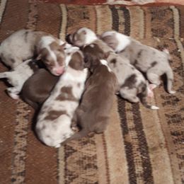Australian Shepherd Puppies from Brouillard Farm