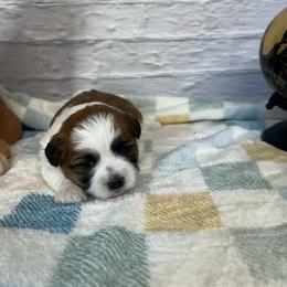 Leo - Brown and white male Shichon puppy in Moulton, Iowa from Shondel Puppy Paws