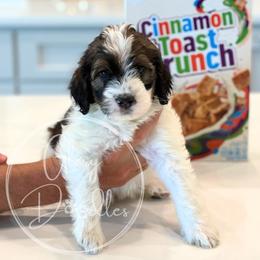 Bernedoodle Puppies from Glory Doodles