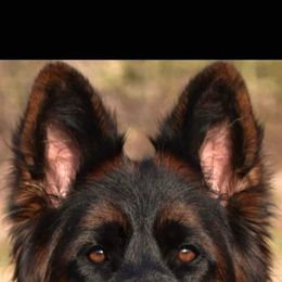 Australian Shepherd and German Shepherd All Grown Up from Birch Haus