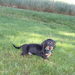 Boy 1 - Black and tan male Dachshund puppy in Craig, Colorado from Rocky Mountain Shih Tzus and Dry Creek Miniature Dachshunds