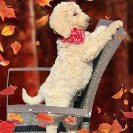 Chocolate orange - Cream Goldendoodle puppy in Lakeland, Florida from Standard Goldendoodle and Doodles