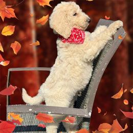 Chocolate orange - Cream Goldendoodle puppy in Lakeland, Florida from Standard Goldendoodle and Doodles