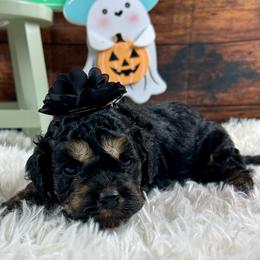 Winnie - Black white and tan female Cockapoo puppy in Lancaster, Missouri from Cavapoo Acres