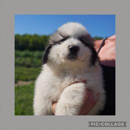 Grey collar - White and badger male Great Pyrenees puppy in Mikado, Michigan from Brittain Family Farm