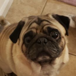 Lincoln - Pug