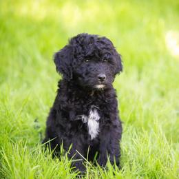 Clover - Black and white male Bernedoodle puppy in Lewiston, Maine from Stillwater Bernedoodles