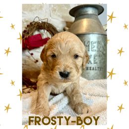 Goldendoodle Puppies from Fire Wife Doodles