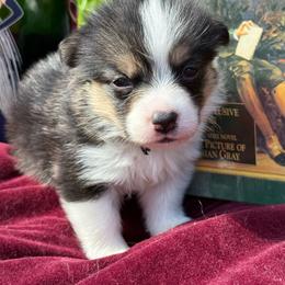 Oscar - Black and tan male Pembroke Welsh Corgi puppy in Delray Beach, Florida from Holly's Pembroke Welsh Corgis