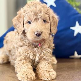 River - Red female Bernedoodle puppy in Clovis, California from Delta Doodless