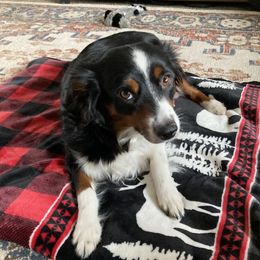 Bonnie - Miniature Australian Shepherd