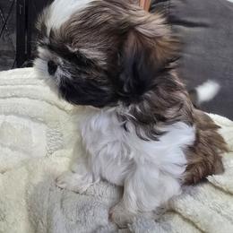 Shih Tzu Puppies from Southern Class Shih Tzu
