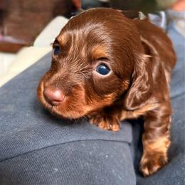 Pink Girl - Chocolate and tan female Dachshund puppy in Massies Mill, Virginia from Pigeon Hill Dachshunds