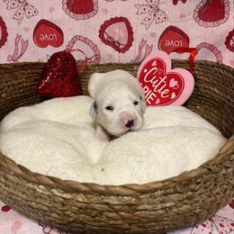 Paprika- Long Coat - White and black male Dalmatian puppy in Claremore, Oklahoma from Lotsofdots Dalmatians